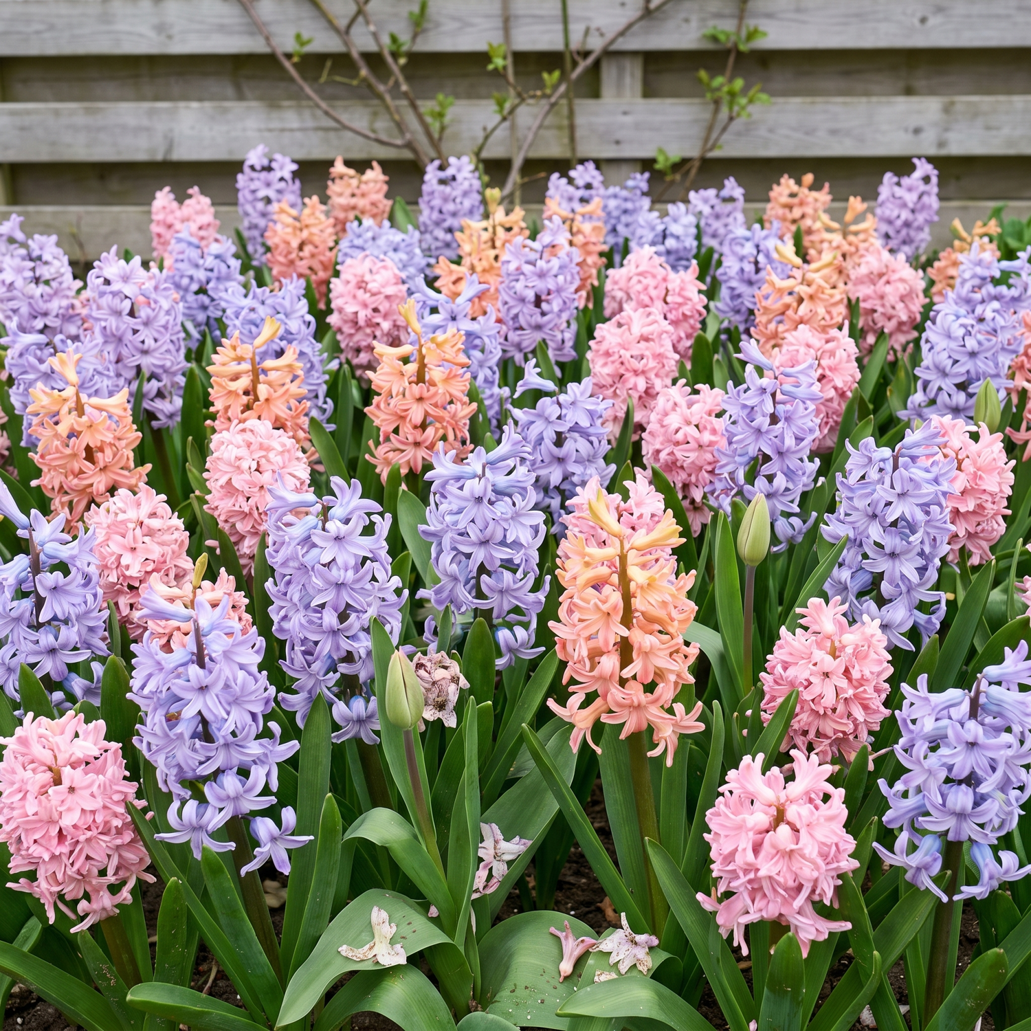 Fertigbeet 'Perfume' (1 m²)